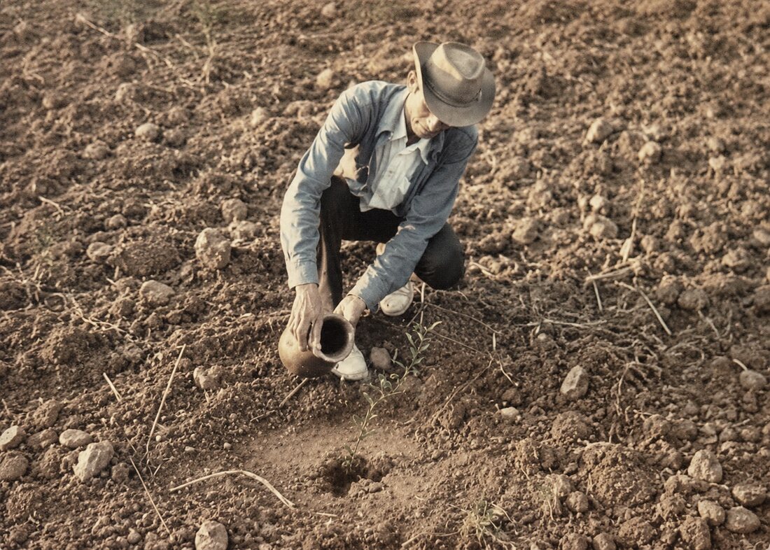 Vintage 1970s photograph of Amir Regmi crouching in a freshly tilled field, watering a newly planted lemon sapling from a clay vessel