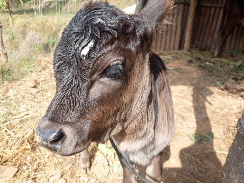 A young calf at the farm