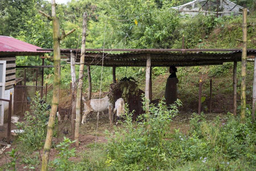 Animals and daily life at the farm