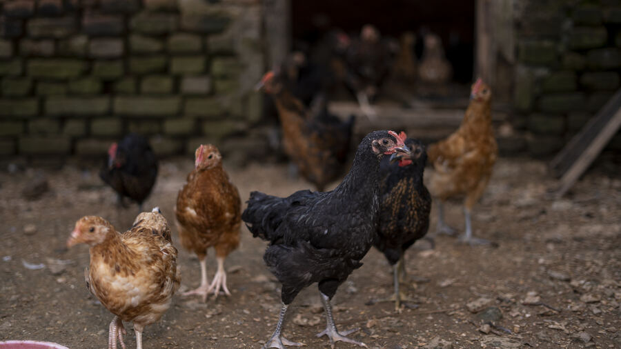 Animals and daily life at the farm