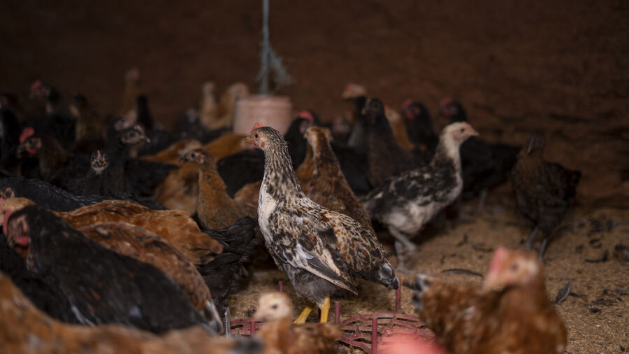 Animals and daily life at the farm