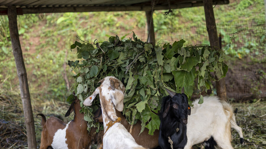 Animals and daily life at the farm