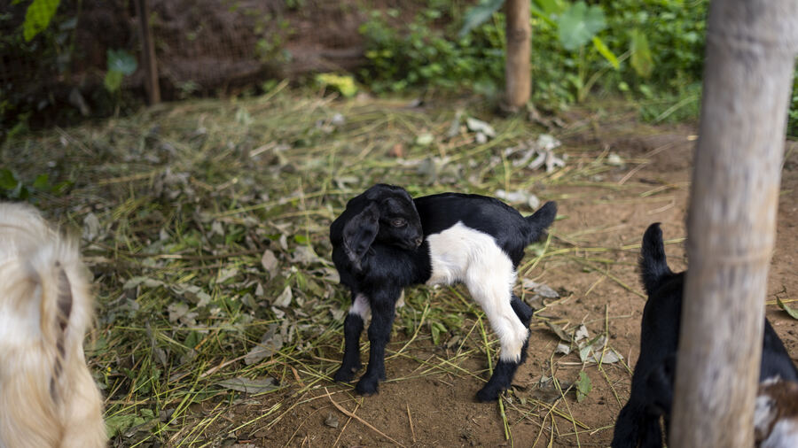 Animals and daily life at the farm