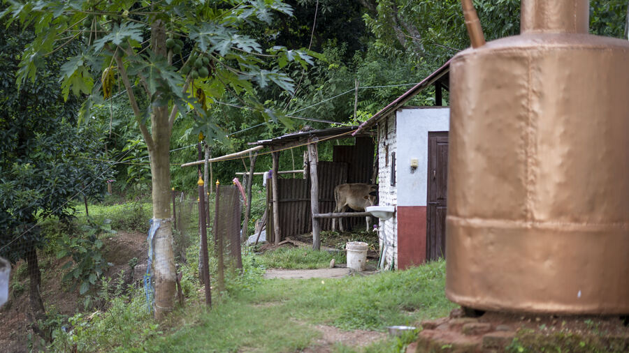 Animals and daily life at the farm