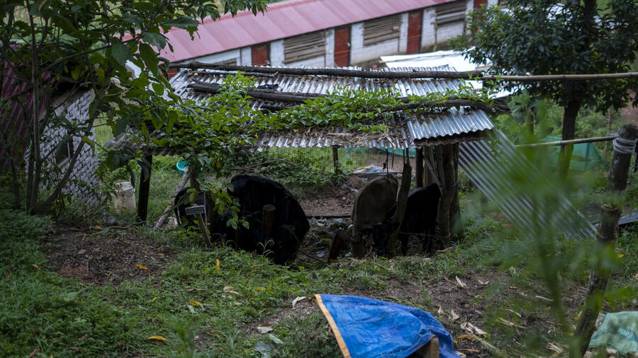 Animals and daily life at the farm