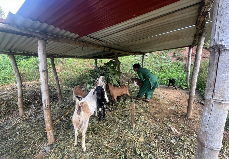 Animals and daily life at the farm