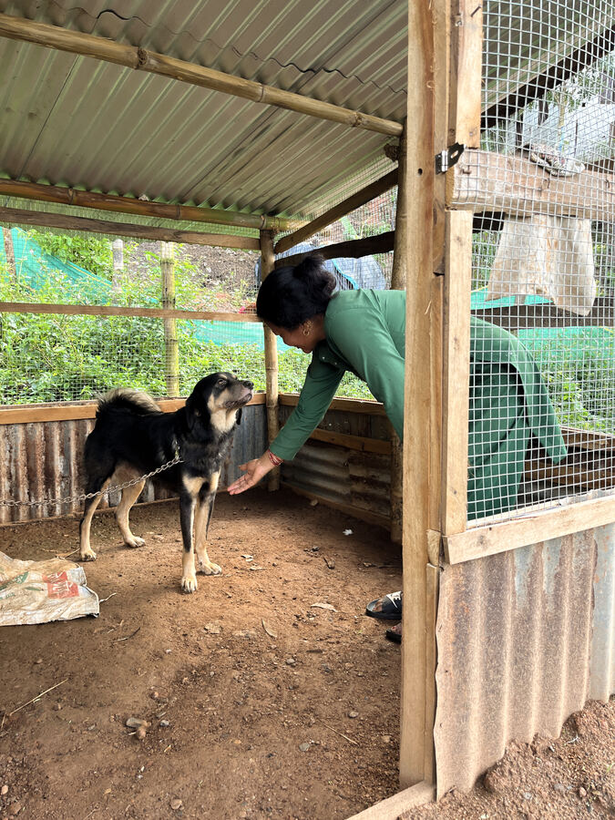 Animals and daily life at the farm