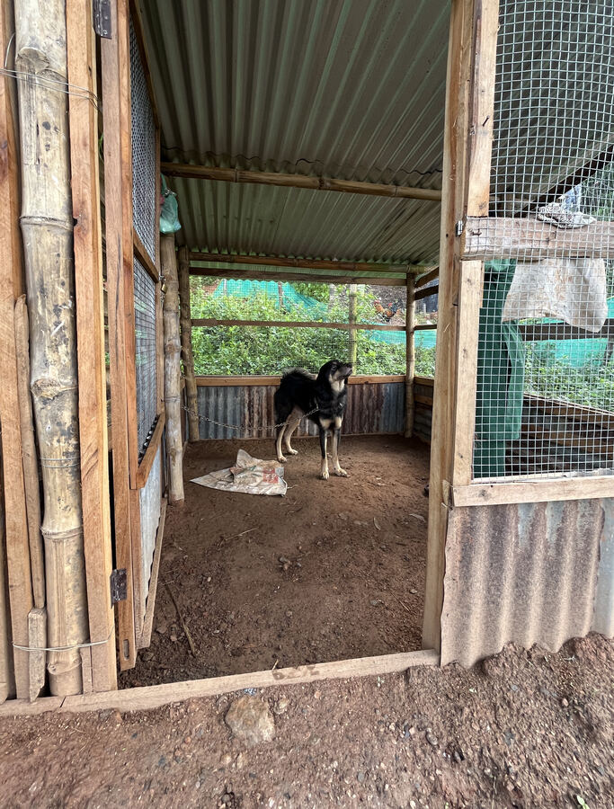 Animals and daily life at the farm