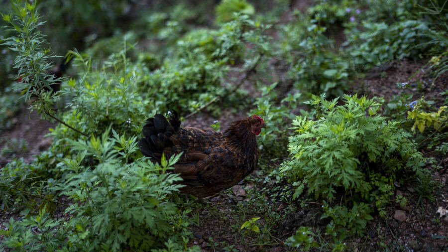 Animals and daily life at the farm