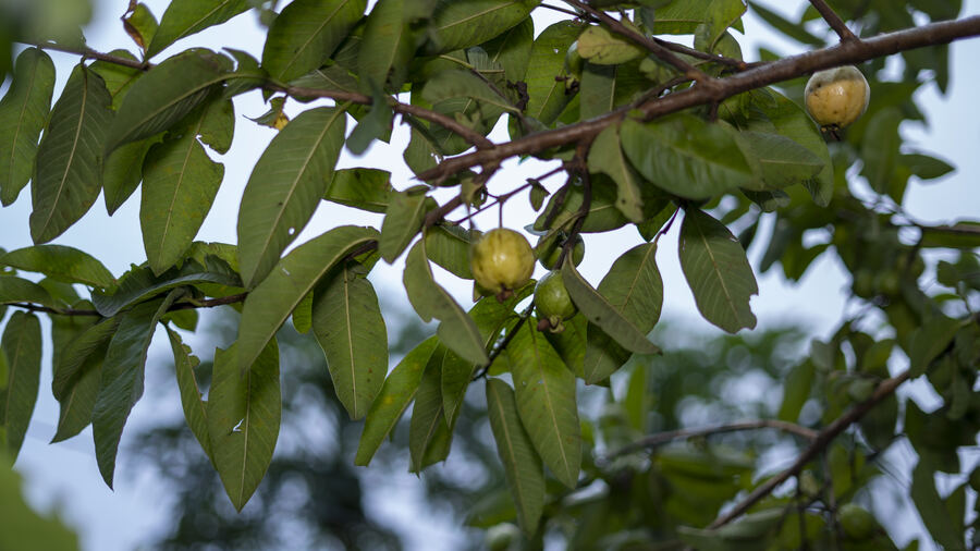 Orchards and kitchen gardens