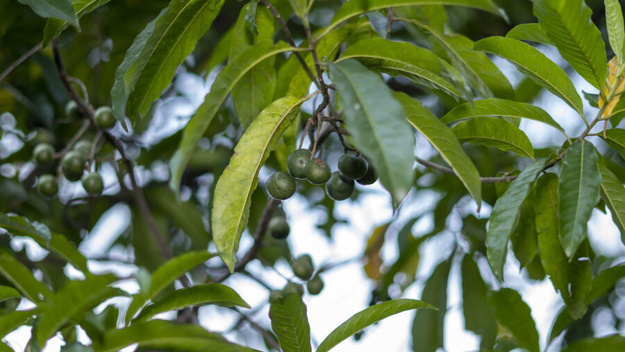 Orchards and kitchen gardens
