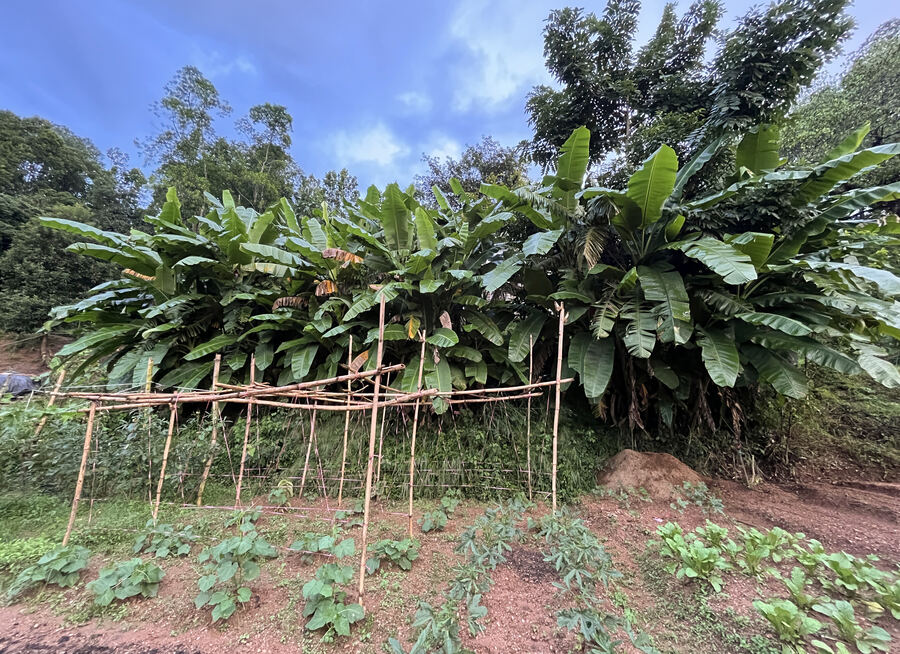 Orchards and kitchen gardens