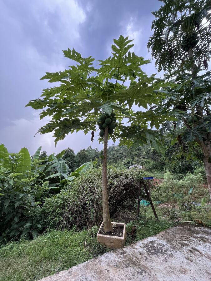 Orchards and kitchen gardens
