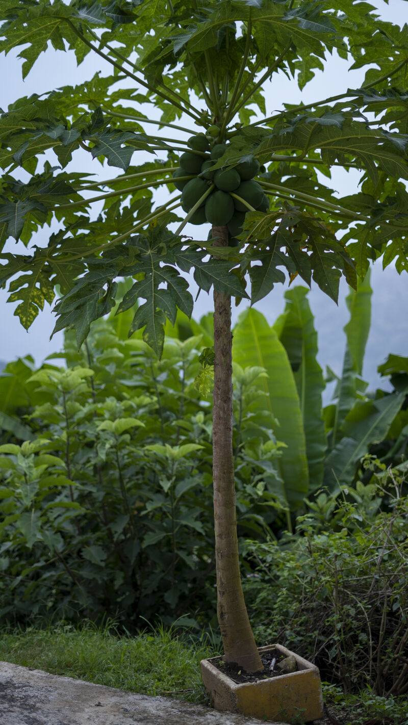 Young papaya trees