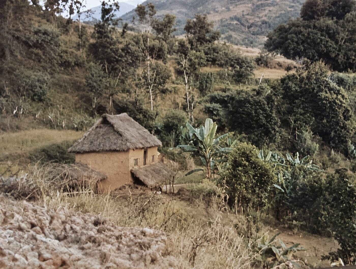 Vintage 1973 photograph of the original farmhouse — thatched roof and mud walls among banana trees on the Madanpur hillside