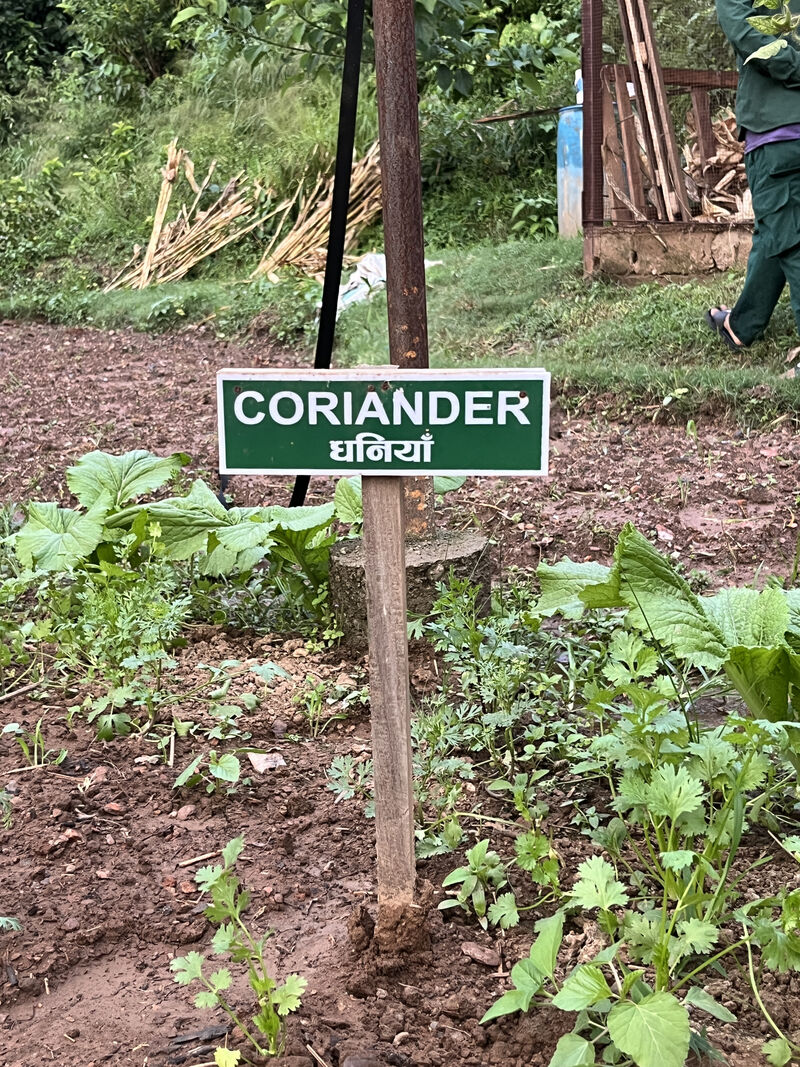 Coriander growing in the garden
